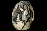 Fossil Ammonite In Septarian Nodule - Madagascar #113668-2